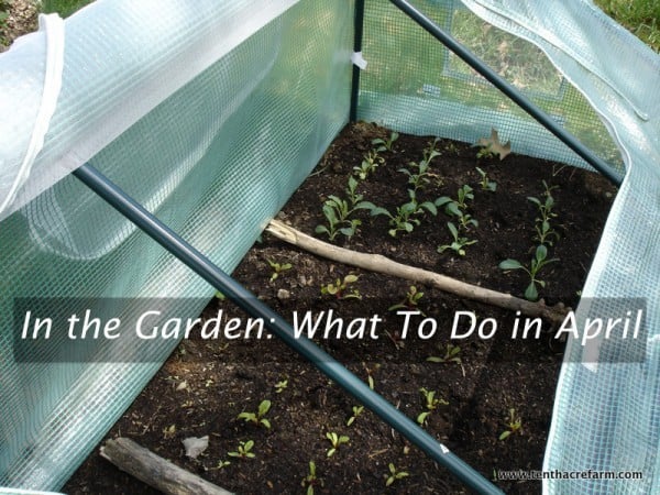 kale and chard in the cold frame
