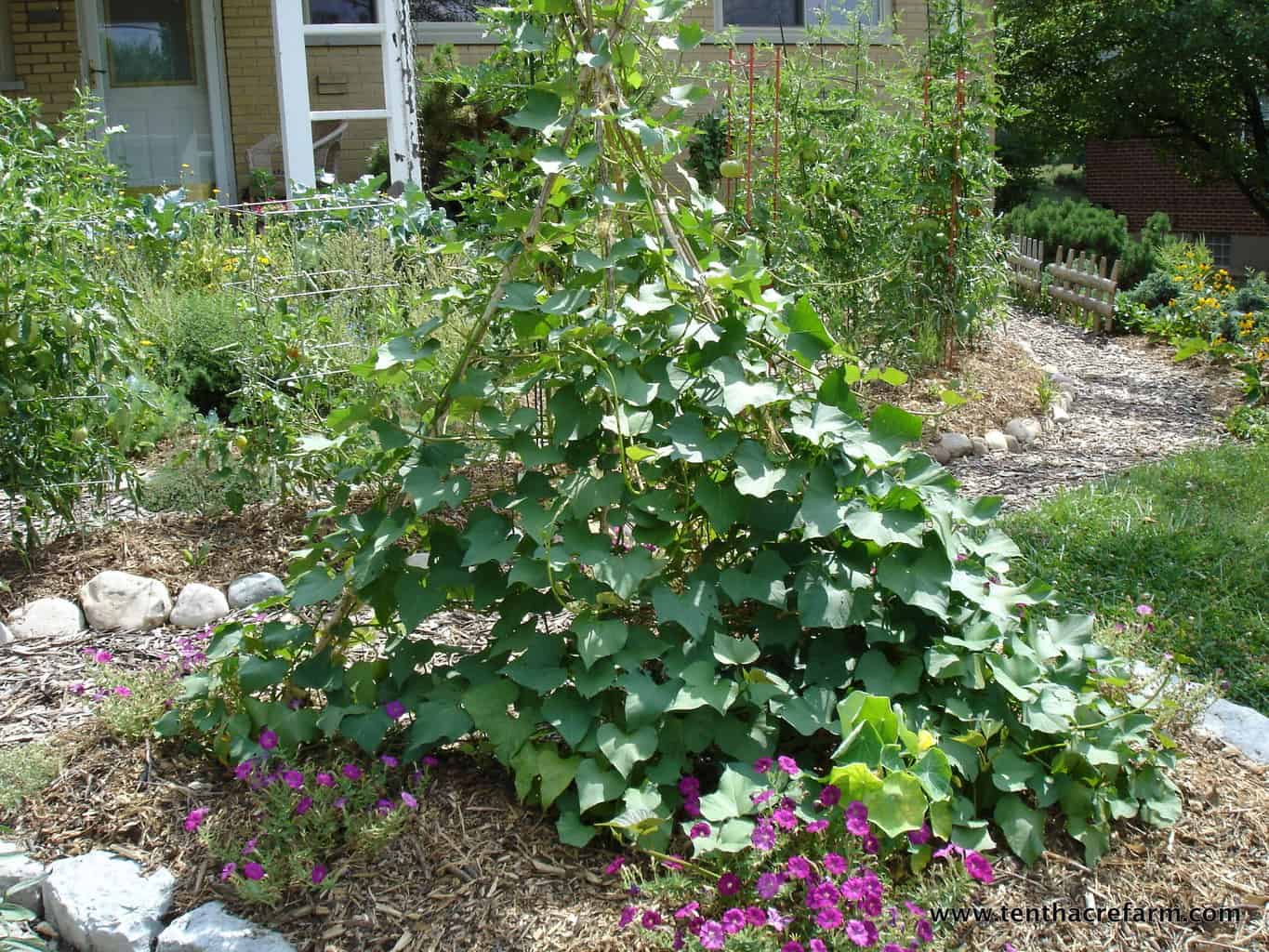 Choose the Right Trellis for your Climbing Vegetables Tenth Acre Farm