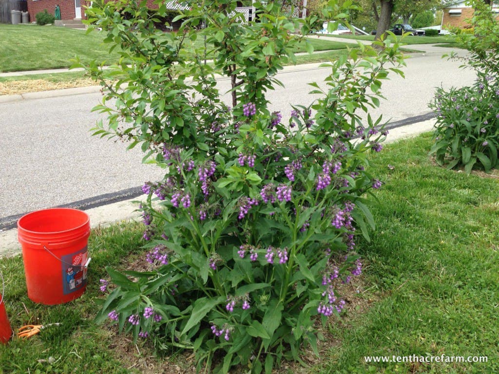 What is Comfrey and How to Grow It Tenth Acre Farm