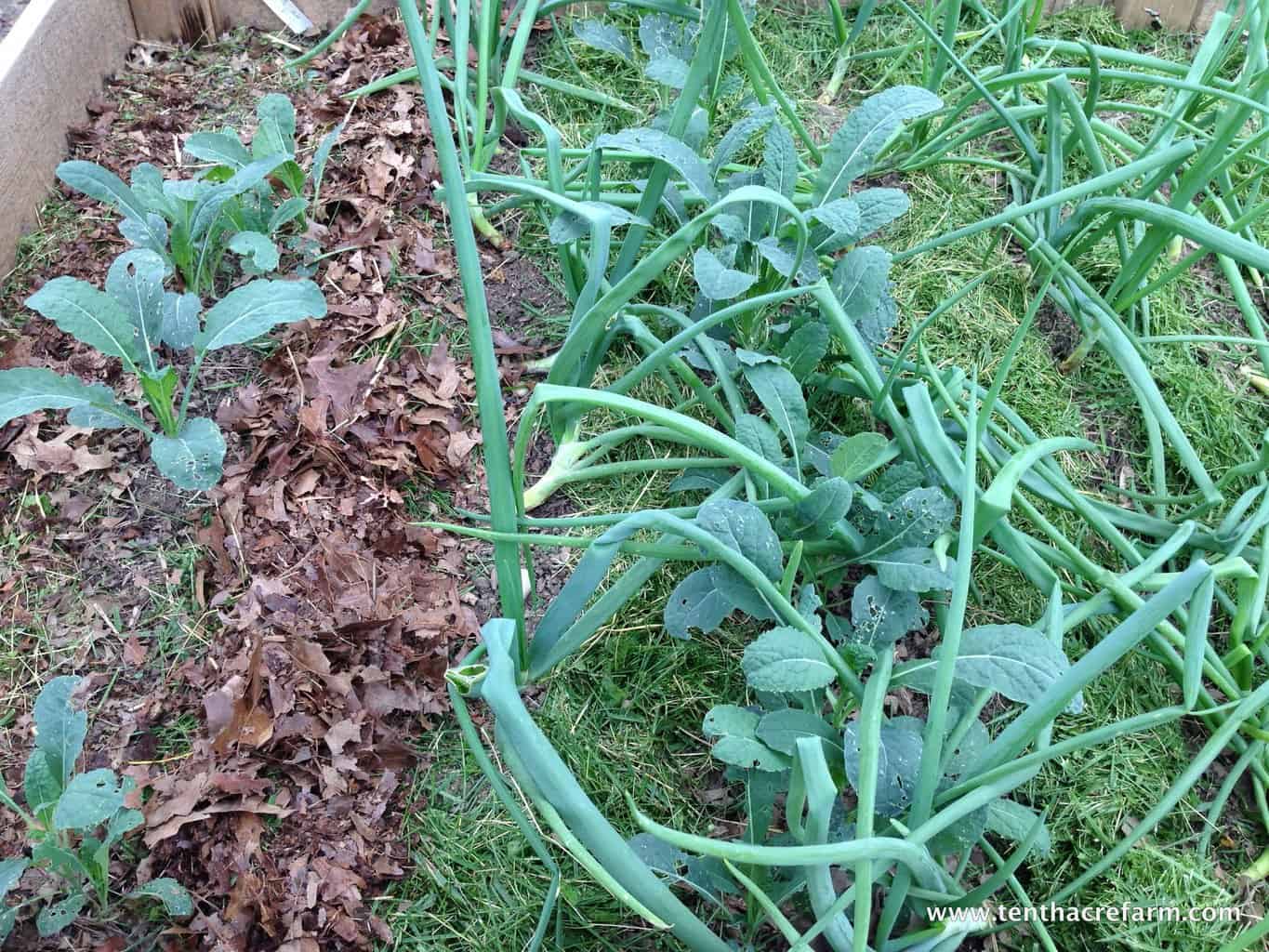 Mulching In The Garden Tenth Acre Farm