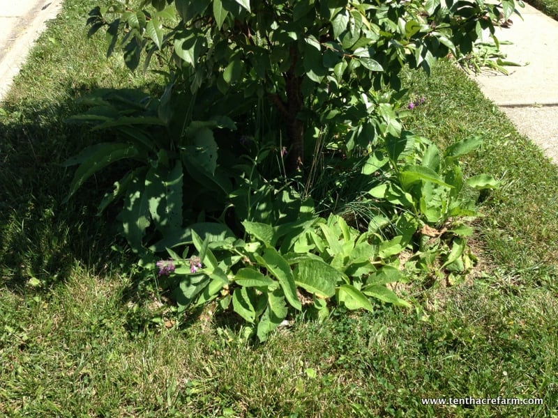 Cherry Tree Guild with chives and comfrey Tenth Acre Farm