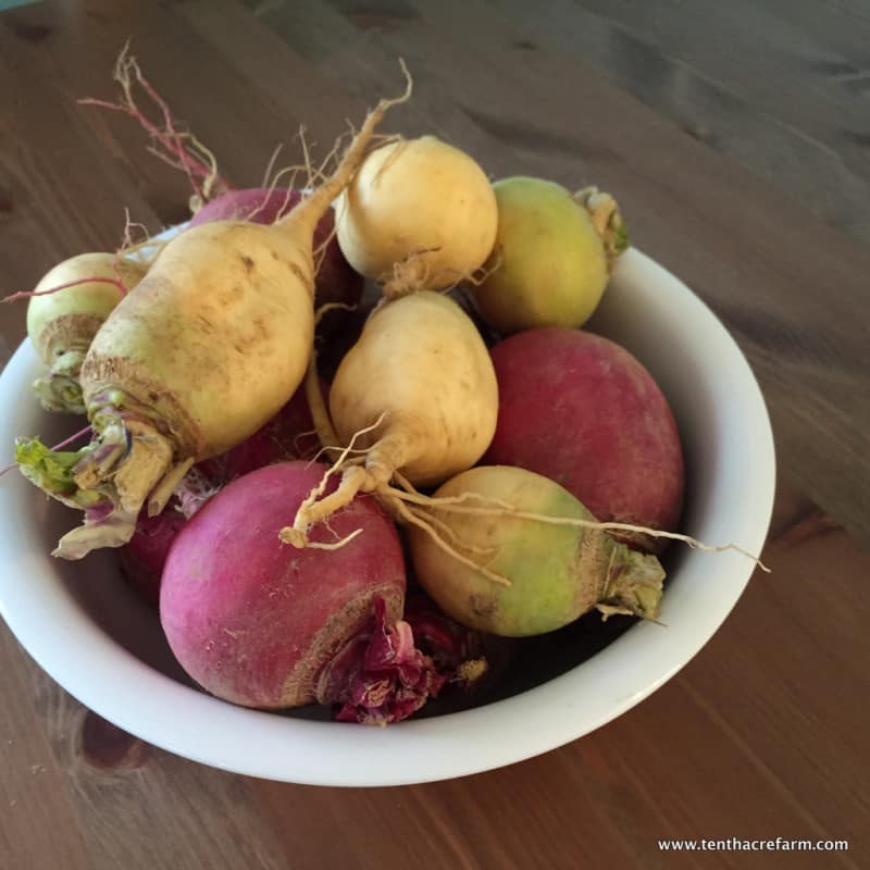 Bacon and Turnip Scramble Recipe Tenth Acre Farm