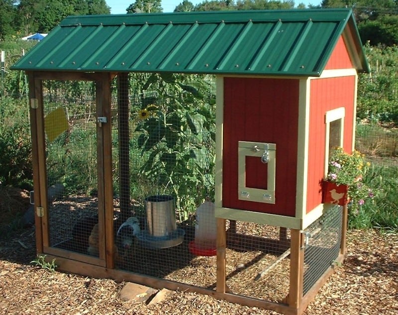 Backyard Chicken Coop