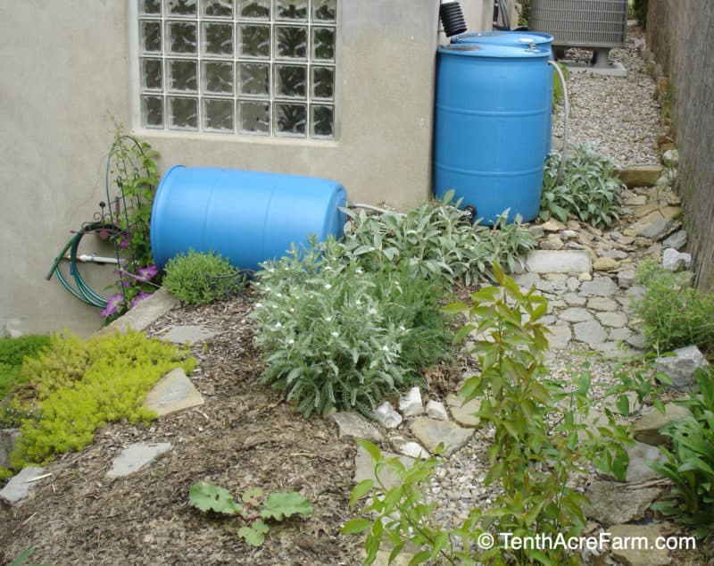 Erfahren Sie, wie Sie einen Regengarten bauen, in dem Regenwasser von harten Oberflächen wie Dächern oder Gehsteigen zur Bewässerung oder zur Verringerung der Wasserverschmutzung abfließt. "Width =" 800 "height =" 634 "data-srcset =" https: // www.tenthacrefarm.com/wp-content/uploads/2011-DSC06421-800x634.jpg 800 W, https://www.tenthacrefarm.com/wp-content/uploads/2011-DSC06421-1024x811.jpg 1024 W, https: // www.tenthacrefarm.com/wp-content/uploads/2011-DSC06421-300x238.jpg 300w, https://www.tenthacrefarm.com/wp-content/uploads/2011-DSC06421-768x609.jpg 768w, https: // www.tenthacrefarm.com/wp-content/uploads/2011-DSC06421-1536x1217.jpg 1536w, https://www.tenthacrefarm.com/wp-content/uploads/2011-DSC06421.jpg 1292w "data-sizes =" ( Max-Breite: 800px) 100vw, 800px