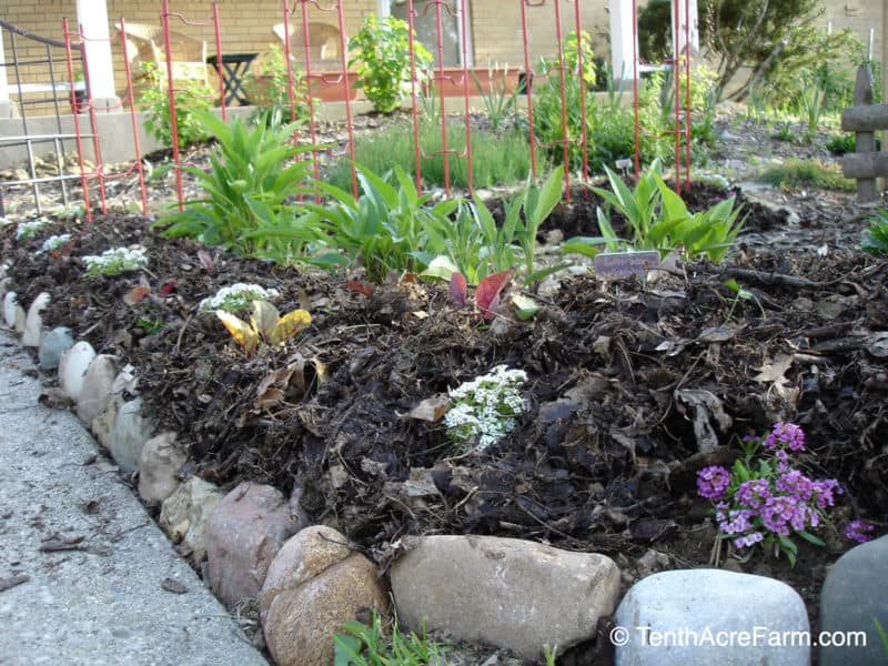 A garden bed mulched with shredded leaves.