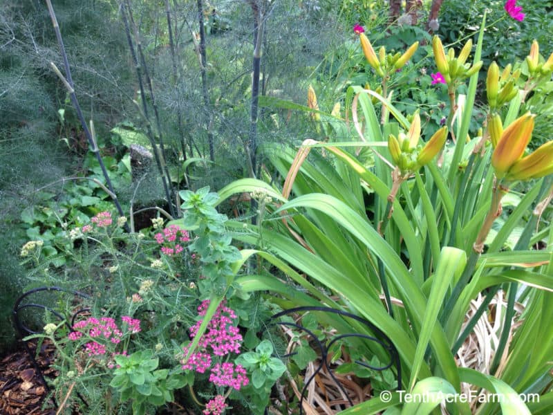 Pink yarrow mingles with other herbs like oregano and fennel here in my herb garden.