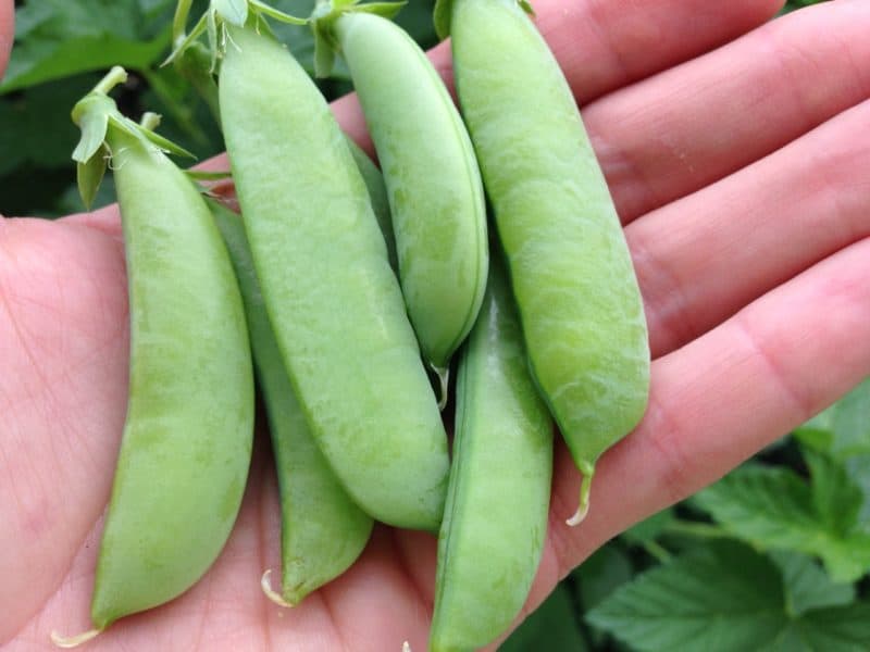 Year-Round Gardening: It's Easier Than You Think — Extend your harvest to all 12 months of the year with a year-round gardening plan. Are you ready to take your garden to the next level?