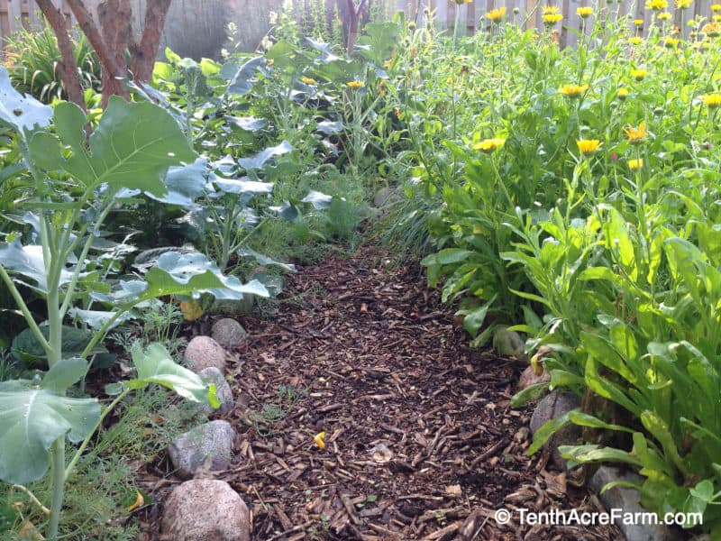Permanent pathway in a no till garden
