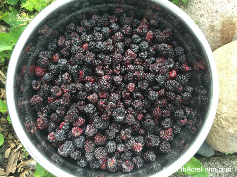black raspberry harvest