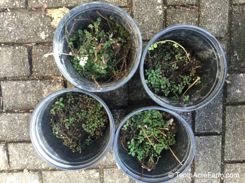 Oregano propagated from cuttings