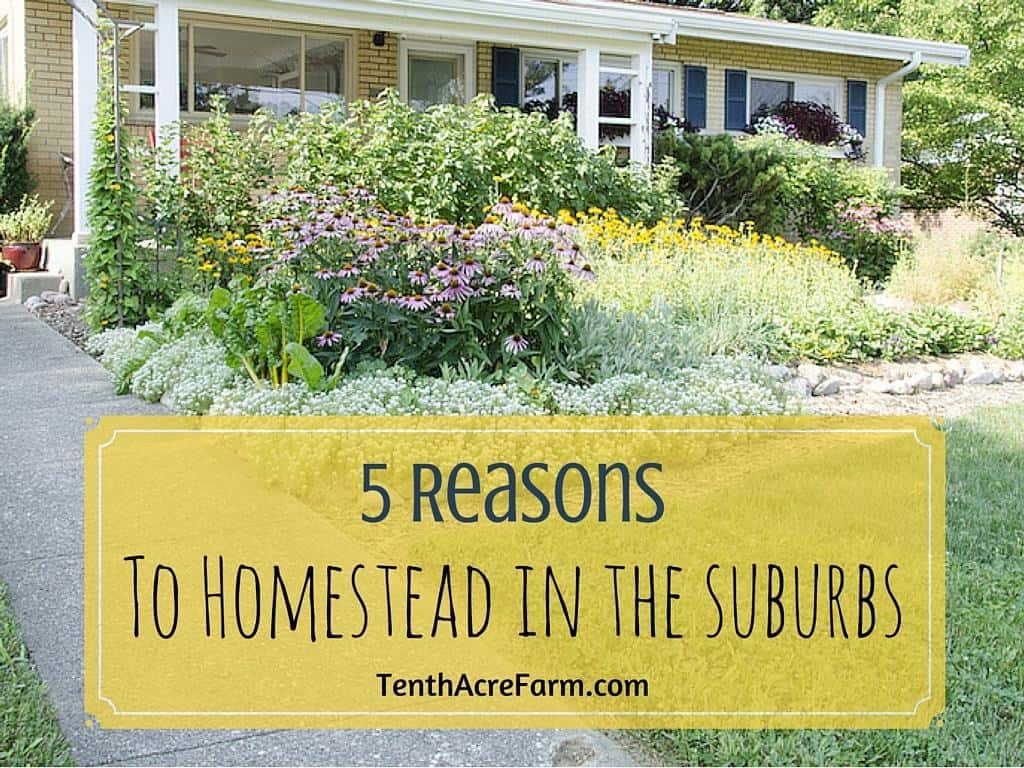 5 Reasons to Homestead in the Suburbs Tenth Acre Farm