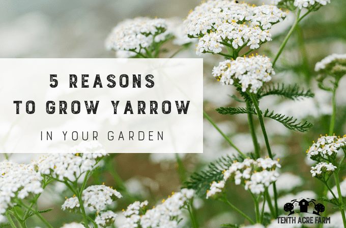 5 Reasons To Grow Yarrow In Your Garden Tenth Acre Farm