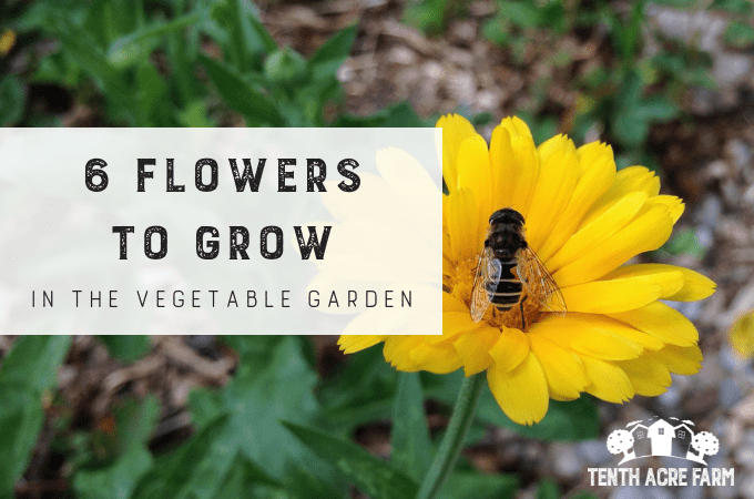 6 Flowers To Grow In The Vegetable Garden Tenth Acre Farm