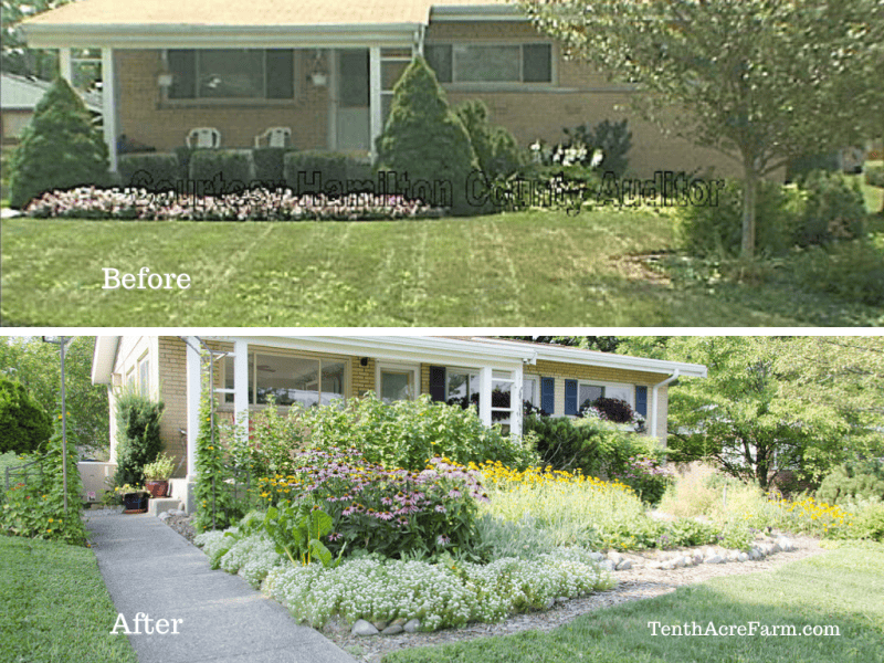 Before and after pictures of creating a permaculture-inspired edible landscape