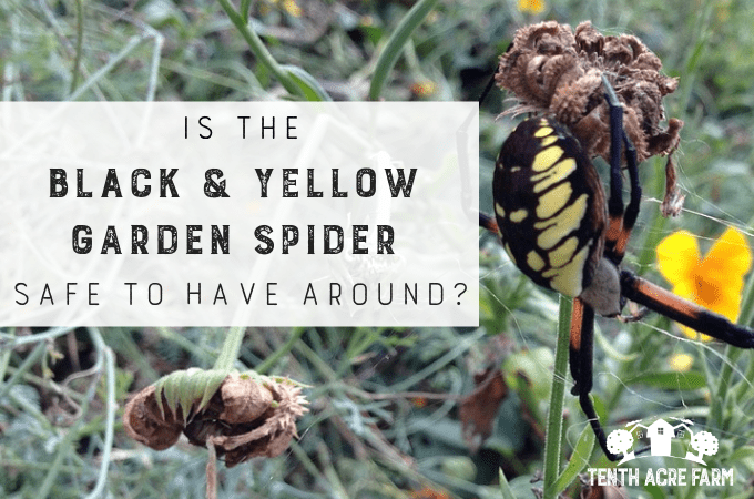Is The Black And Yellow Garden Spider Safe To Have Around Tenth
