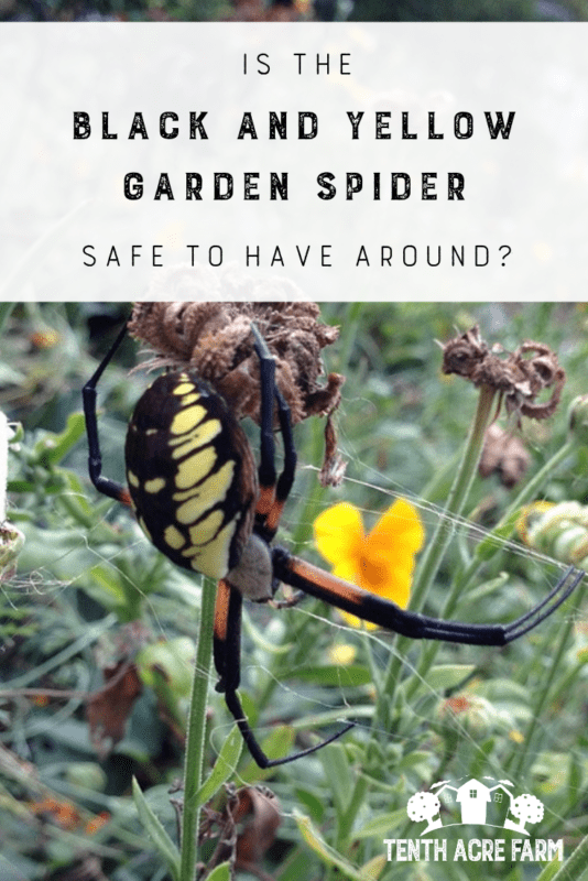 Is The Black And Yellow Garden Spider Safe To Have Around Tenth