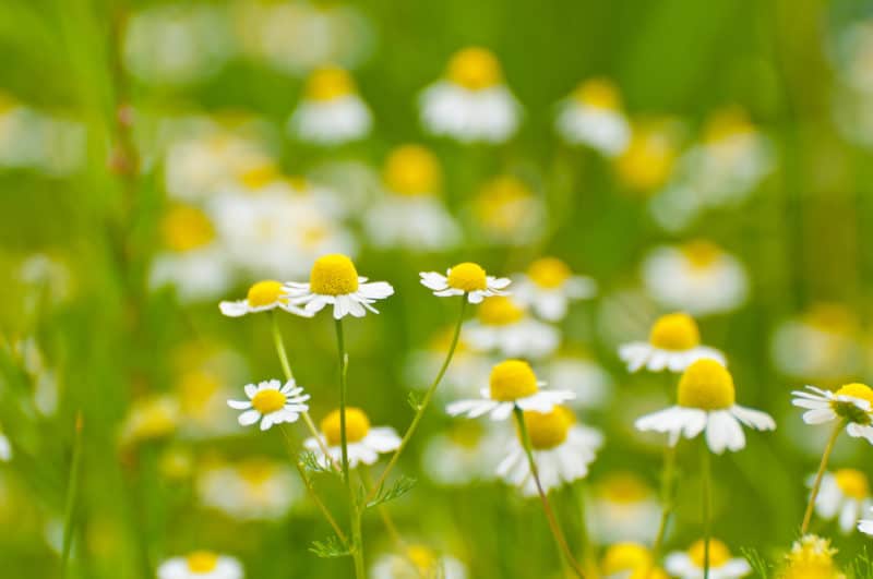 Flowers in the vegetable garden can reduce pest problems and improve biodiversity. Here are six of my favorite flowers to grow for healthy garden crops.