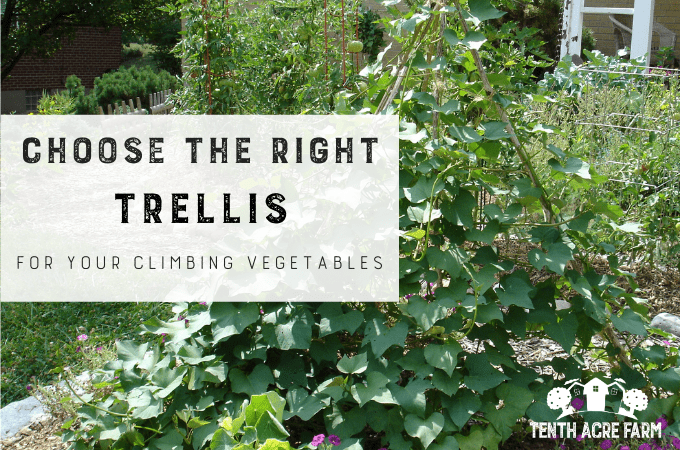 Choose The Right Trellis For Your Climbing Vegetables Tenth Acre