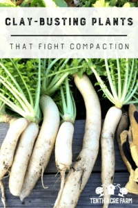 Daikon-Radieschen: Ton-Busting-Pflanzen, die die Verdichtung bekämpfen