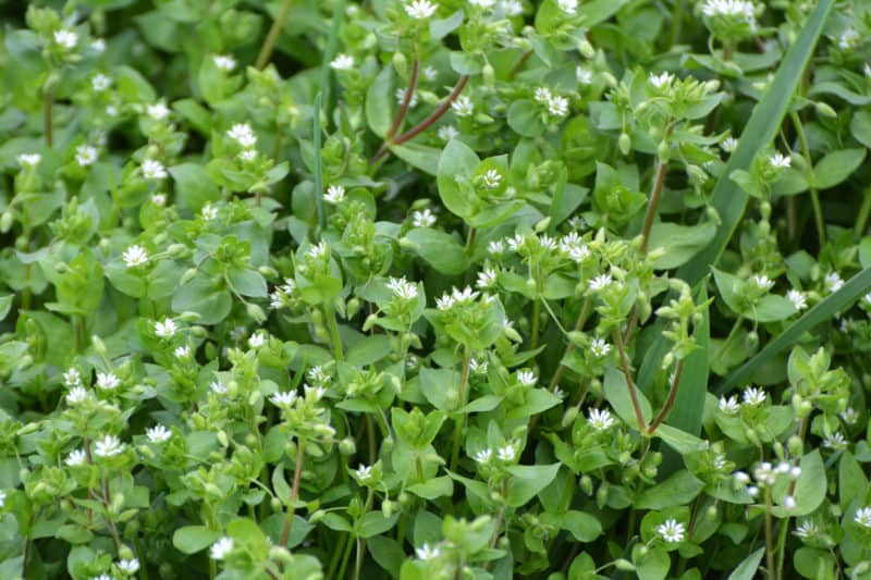 Common chickweed growing in the spring