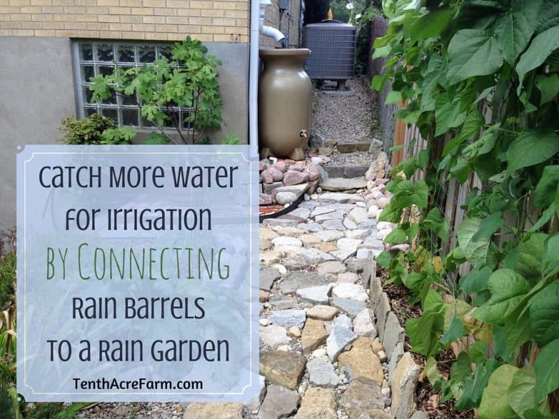 Catch More Water for Irrigation by Connecting Rain Barrels to a Rain