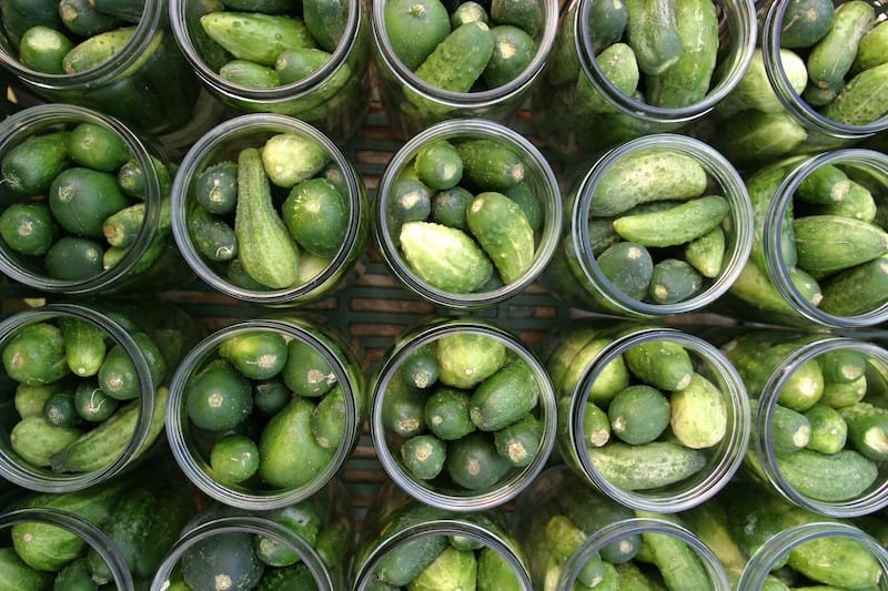 Grow the Best Cucumbers with These 12 Steps: Cucumbers can be a tricky crop to grow for many gardeners. In this guide, learn how to grow cucumbers organically, including strategies for dealing with pests and disease. #growingvegetables #organicgardening