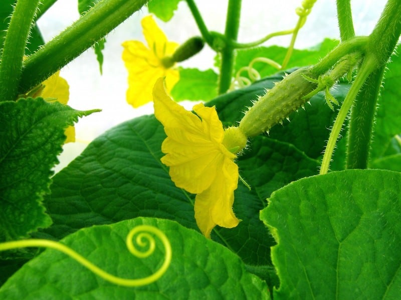 Grow the Best Cucumbers with These 12 Steps Tenth Acre Farm