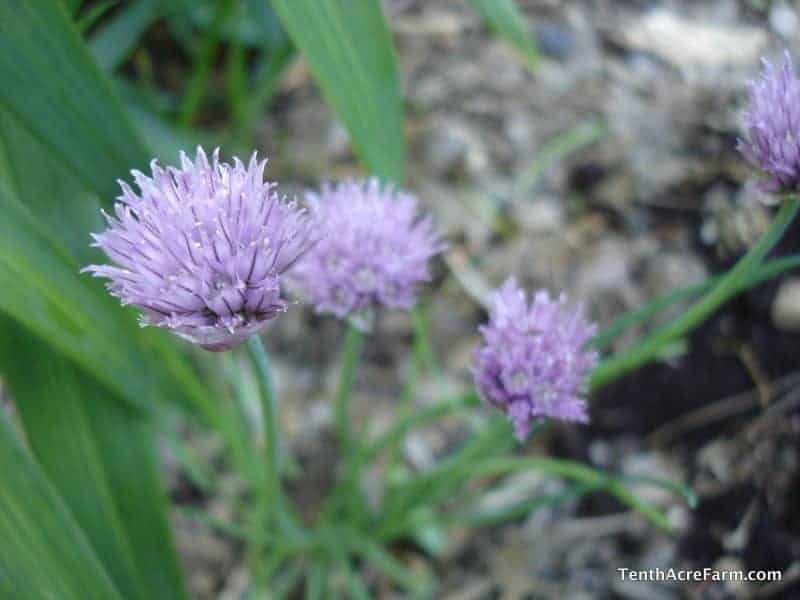 Grow These Crops for a Low-Maintenance Garden: Do you need a low-maintenance garden to fit your lifestyle? Reap an abundant harvest with less work by growing these crops.