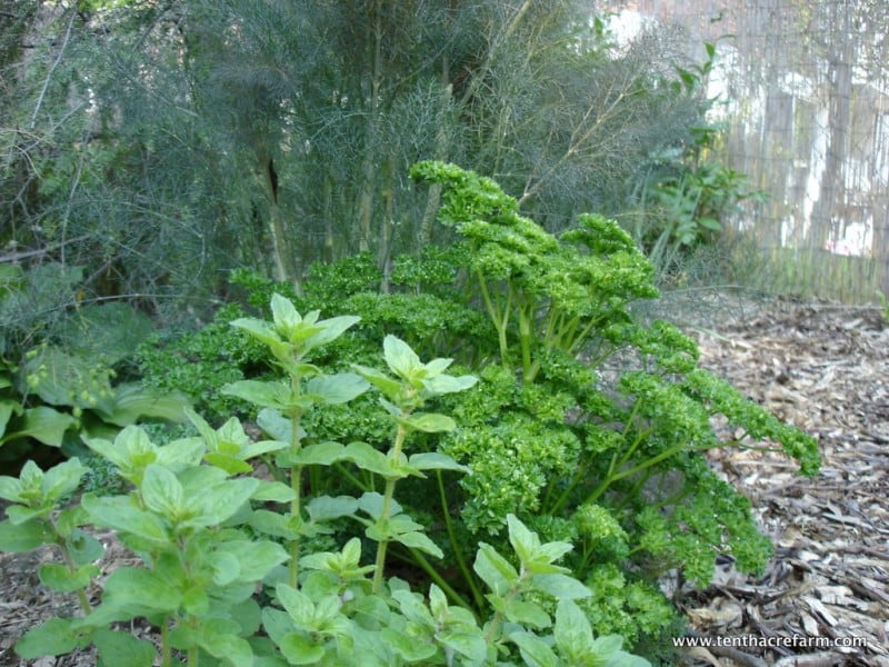 Herbs are prolific growers. Here, marjoram, parsley, and fennel grow along the garden path.