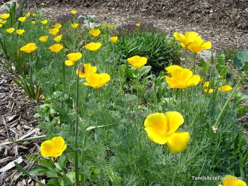 6 Flowers to Grow in the Garden California poppies in the garden.