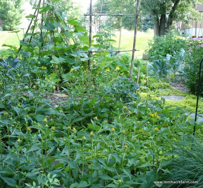 The backyard permaculture-designed food forest includes a number of edible perennials, annual crops, and flowers.