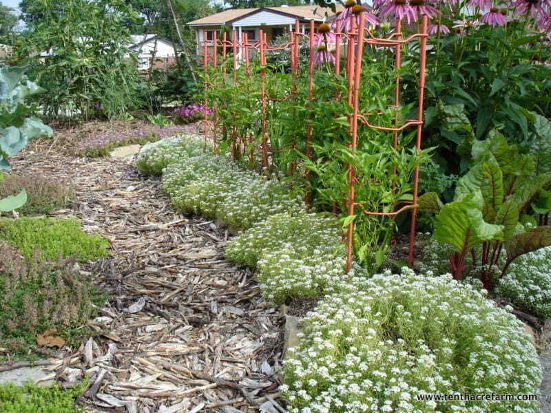 Front yard pepper plants with sweet alyssum living mulch