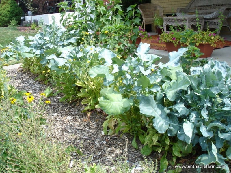 A quick-growing broccoli hedge fills the space while baby currant plants take time to grow.