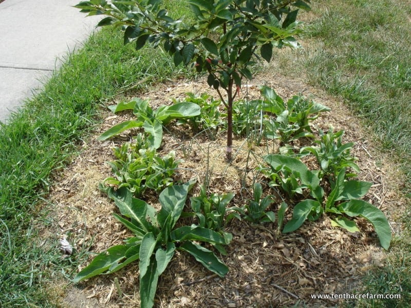 My permaculture-designed fruit tree guilds in the front yard