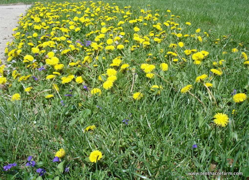 Have you ever wondered why weeds exist? Once you know the secret, you can harness the power of weeds in your garden.