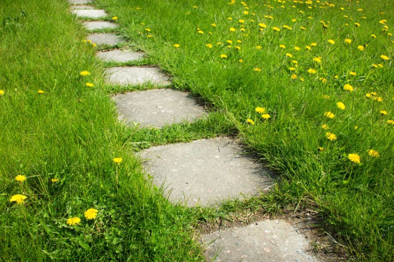 Dandelions growing in yard by garden path