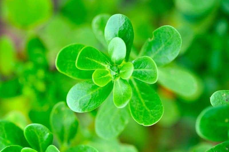 These Wild Herbs Will Make You Want to Grow Your Own Pharmacy: Wild herbs have many uses including adding medicinal value, fertilizing soil, and attracting beneficial insects. Here are some important wild herbs and why you should keep them around.