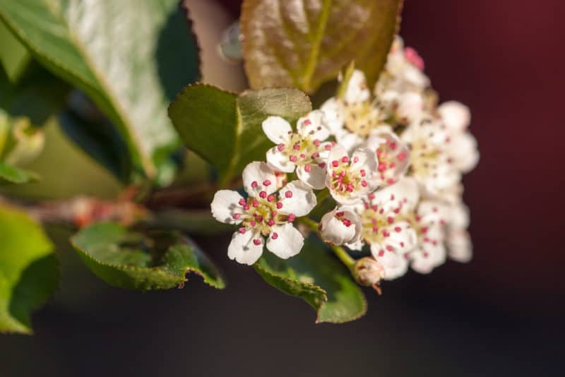 All About Aronia: Grow Your Own Superfood Berries — Ready to grow your own superfood? Check out aronia berries, which make an excellent addition to the permaculture food forest, hedgerow, or edible landscape.