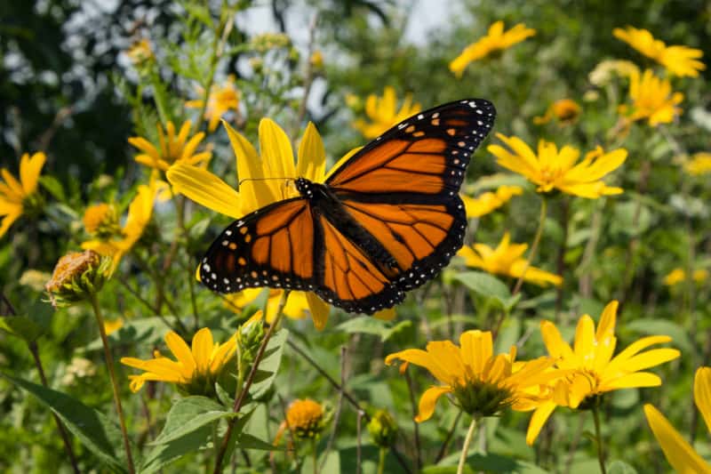 Perennial sunflowers