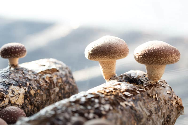 Shiitake mushrooms grow on oak logs.