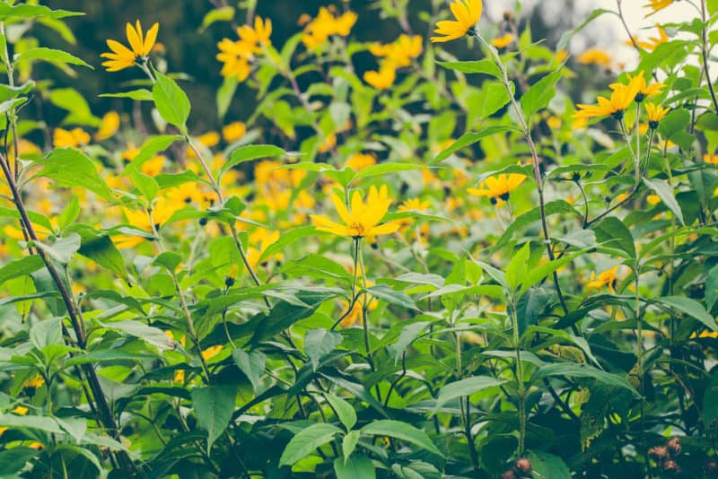 Perennial sunflowers are beautiful and multifunctional. Learn 8 reasons to grow native sunflowers in your permaculture garden as an ecological powerhouse.