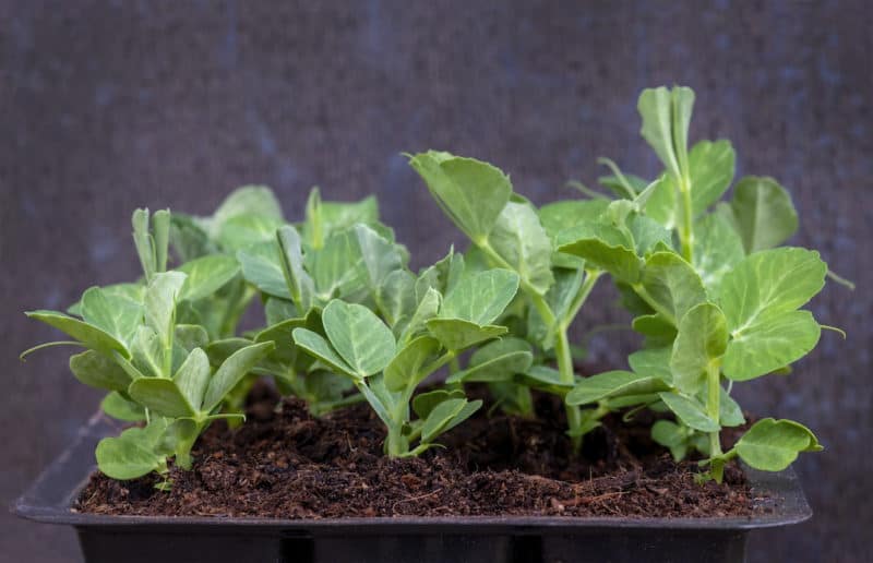 pea-shoots-herbicide-indicator