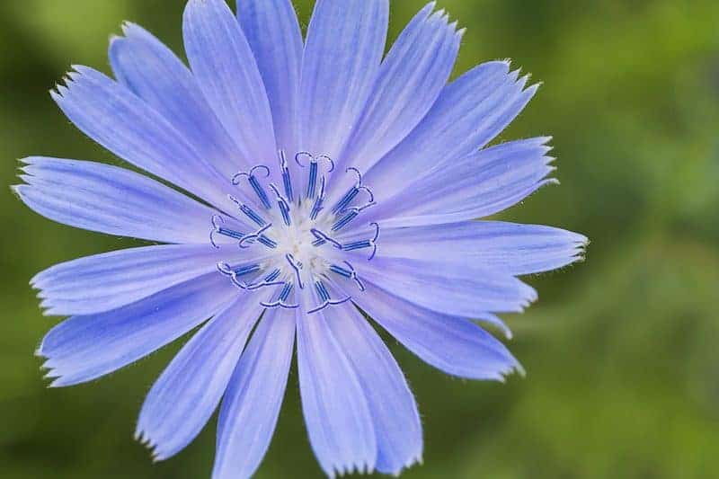 These Wild Herbs Will Make You Want to Grow Your Own Pharmacy: Wild herbs have many uses including adding medicinal value, fertilizing soil, and attracting beneficial insects. Here are some important wild herbs and why you should keep them around.