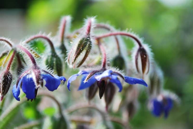 Borage blue flower
