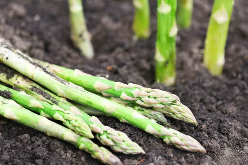 Asparagus is a high-value perennial vegetable.