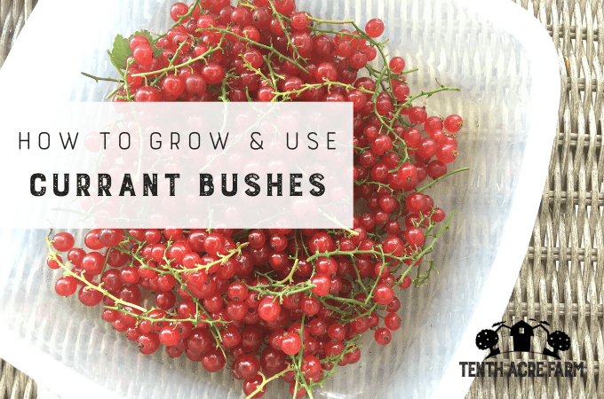 How To Grow And Use Currant Bushes Tenth Acre Farm