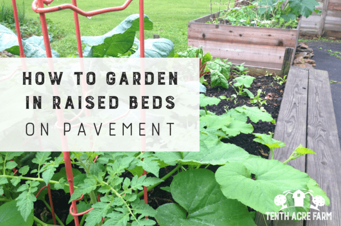 Raised beds on pavement is a strategy for gardeners with limited growing space. Learn how to grow food on paved surfaces such as concrete or asphalt.