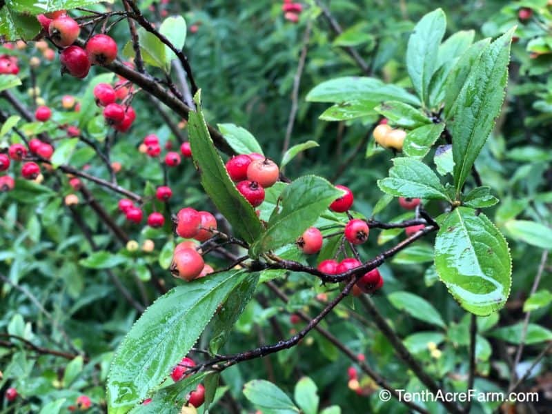 All About Aronia: Grow Your Own Superfood Berries — Ready to grow your own superfood? Check out aronia berries, which make an excellent addition to the permaculture food forest, hedgerow, or edible landscape.