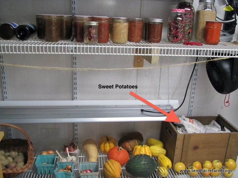 Harvesting, Curing and Storing Sweet Potatoes Tenth Acre Farm