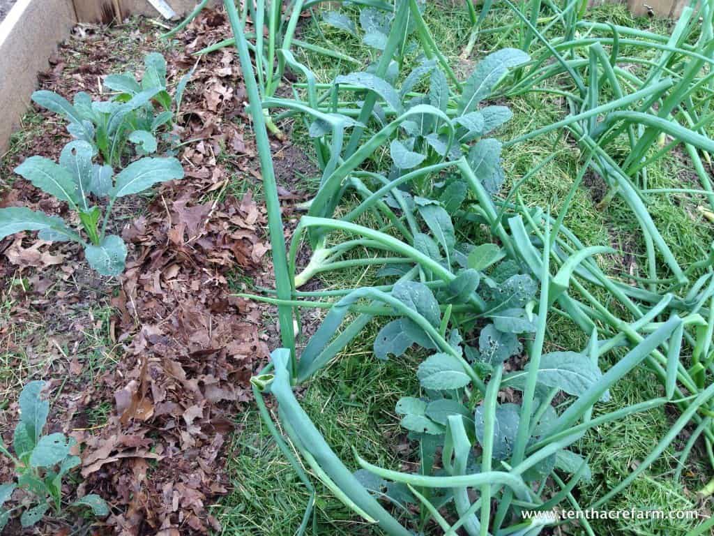Magic Mulch Combo of grass clippings topped with leaf mulch.